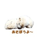 ハムスターのきゅうとぴぴ（個別スタンプ：13）