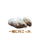 ハムスターのきゅうとぴぴ（個別スタンプ：15）