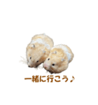 ハムスターのきゅうとぴぴ（個別スタンプ：16）