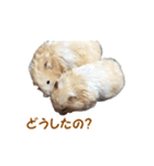 ハムスターのきゅうとぴぴ（個別スタンプ：19）