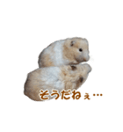 ハムスターのきゅうとぴぴ（個別スタンプ：21）