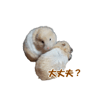 ハムスターのきゅうとぴぴ（個別スタンプ：22）