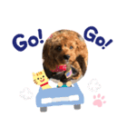 キャバプーのケバブくん（個別スタンプ：3）