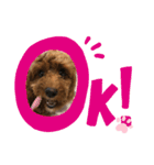キャバプーのケバブくん（個別スタンプ：4）