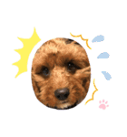キャバプーのケバブくん（個別スタンプ：11）