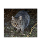 猫の家1弾（個別スタンプ：1）