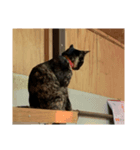 猫の家1弾（個別スタンプ：2）