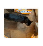 猫の家1弾（個別スタンプ：4）