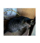 猫の家1弾（個別スタンプ：5）
