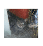 猫の家1弾（個別スタンプ：6）