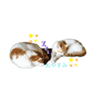 ねこ⭐︎ミミ＆カイ（個別スタンプ：1）