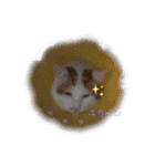 ねこ⭐︎ミミ＆カイ（個別スタンプ：3）