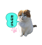 ねこ⭐︎ミミ＆カイ（個別スタンプ：4）