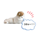 ねこ⭐︎ミミ＆カイ（個別スタンプ：5）