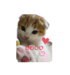 ねこ⭐︎ミミ＆カイ（個別スタンプ：6）