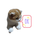 ねこ⭐︎ミミ＆カイ（個別スタンプ：7）