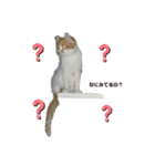 ねこ⭐︎ミミ＆カイ（個別スタンプ：8）