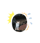 ねこ⭐︎ミミ＆カイ（個別スタンプ：9）