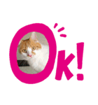 ねこ⭐︎ミミ＆カイ（個別スタンプ：10）