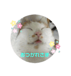 ねこ⭐︎ミミ＆カイ（個別スタンプ：13）