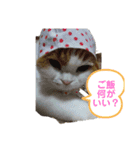 ねこ⭐︎ミミ＆カイ（個別スタンプ：16）