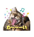 ベンガル＆トイマン（個別スタンプ：5）