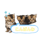 ベンガル＆トイマン（個別スタンプ：22）