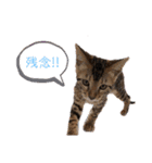 ベンガル＆トイマン（個別スタンプ：23）