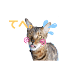 ベンガル＆トイマン（個別スタンプ：30）