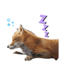 動物の想い（個別スタンプ：5）