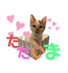 くま家のにゃんこズ2（個別スタンプ：3）