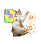 くま家のにゃんこズ2（個別スタンプ：5）