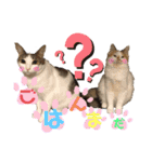 くま家のにゃんこズ2（個別スタンプ：7）