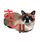 くま家のにゃんこズ2（個別スタンプ：12）