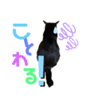 くま家のにゃんこズ2（個別スタンプ：13）
