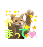 くま家のにゃんこズ2（個別スタンプ：17）