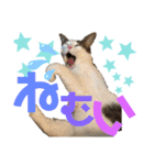 くま家のにゃんこズ2（個別スタンプ：18）