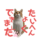 くま家のにゃんこズ2（個別スタンプ：20）