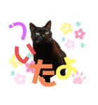 くま家のにゃんこズ2（個別スタンプ：24）