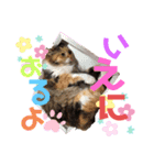 くま家のにゃんこズ2（個別スタンプ：26）