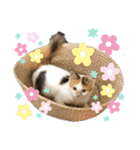 くま家のにゃんこズ2（個別スタンプ：30）