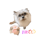 ねころ（個別スタンプ：1）