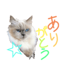 ねころ（個別スタンプ：2）
