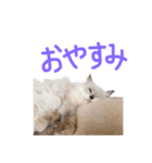 ねころ（個別スタンプ：5）
