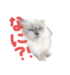 ねころ（個別スタンプ：7）