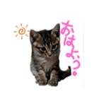 子猫のあいさつスタンプ（個別スタンプ：1）