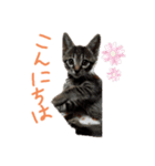 子猫のあいさつスタンプ（個別スタンプ：2）
