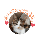 子猫のあいさつスタンプ（個別スタンプ：3）