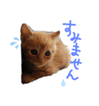 子猫のあいさつスタンプ（個別スタンプ：4）