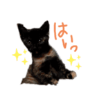 子猫のあいさつスタンプ（個別スタンプ：6）